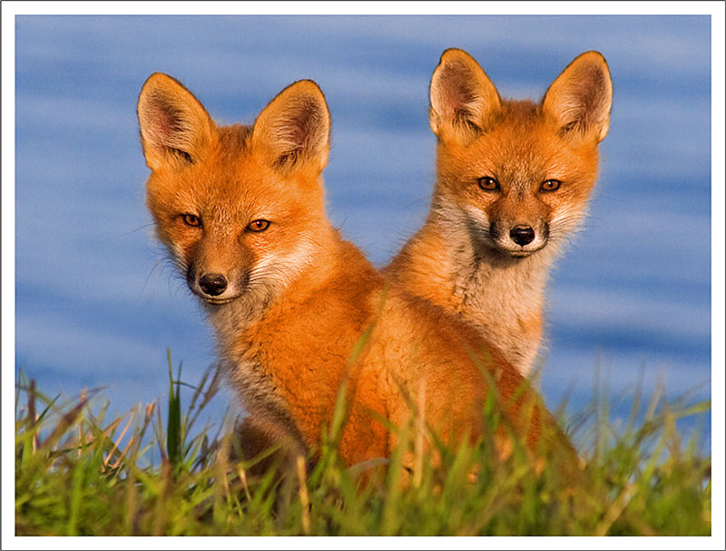 Red Fox: Animals of North America - WorldAtlas