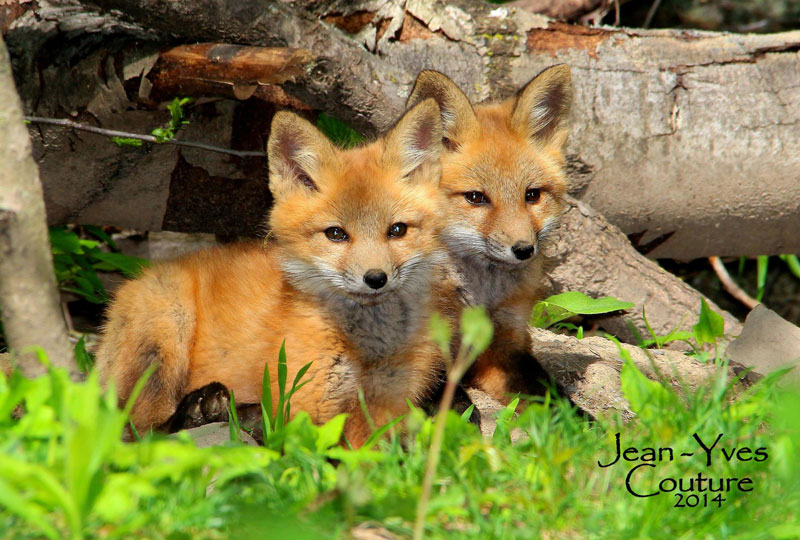 Un renard rentre dans une maison londonienne et attaque un bébé 