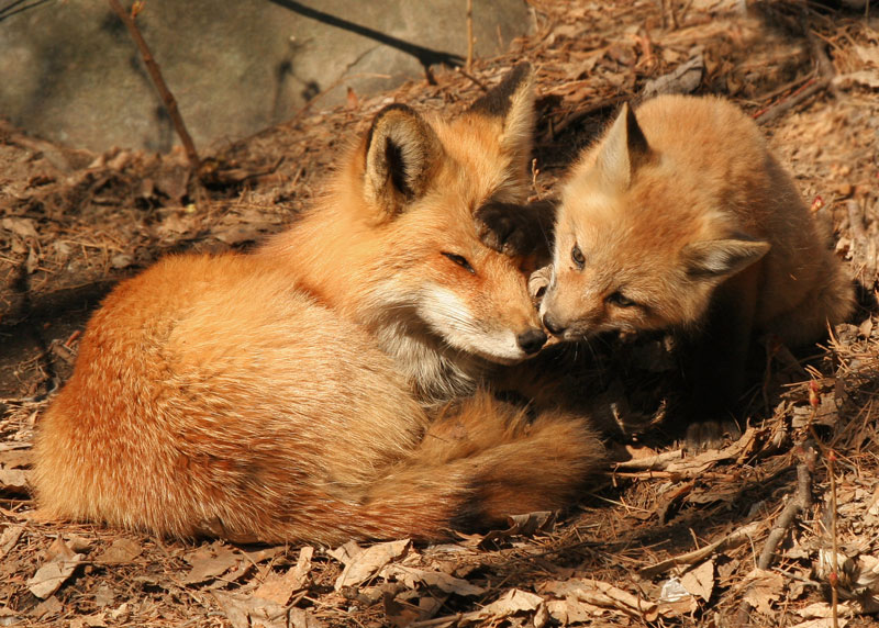 Red Fox — Edmonton & Area Land Trust