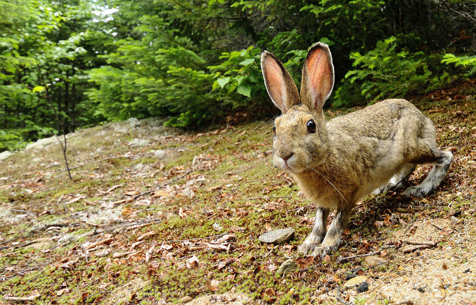 Snowshoe Hare