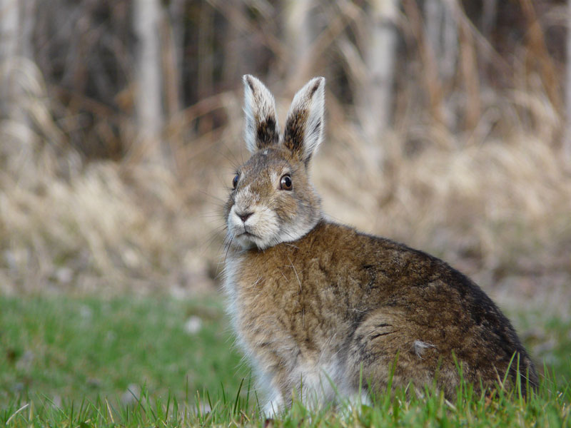 Of lemmings and snowshoe hares: the ecology of northern Canada