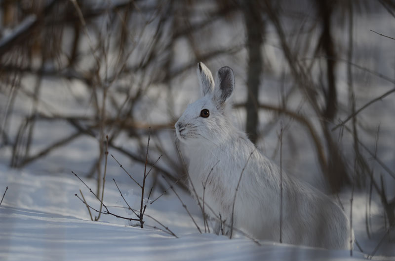 Of lemmings and snowshoe hares: the ecology of northern Canada