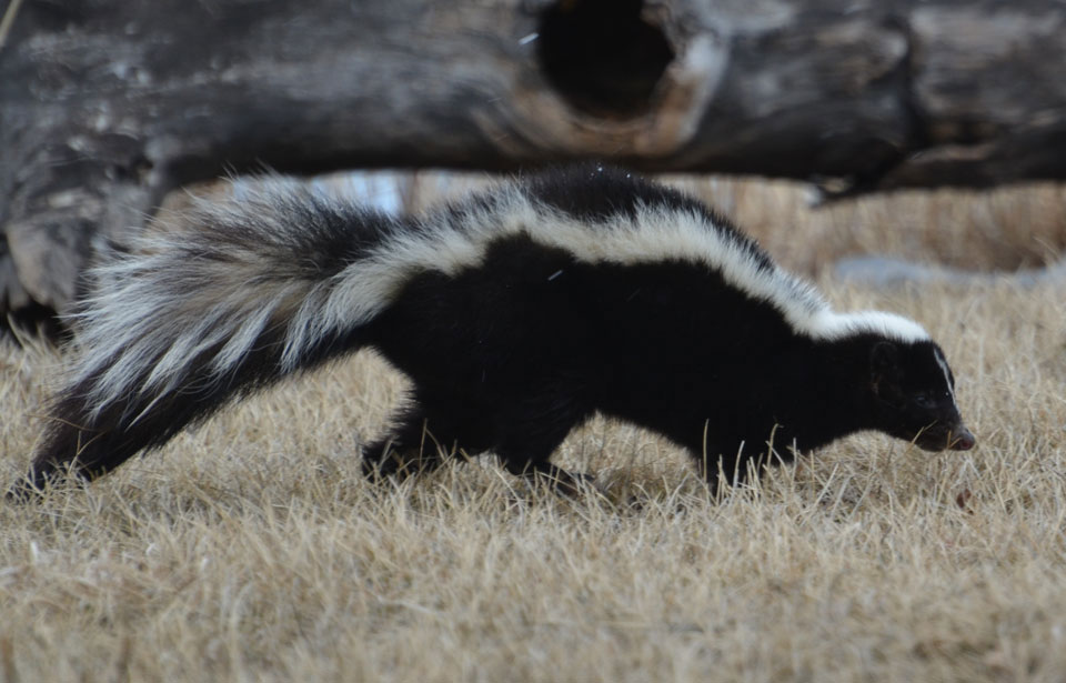 Striped Skunk