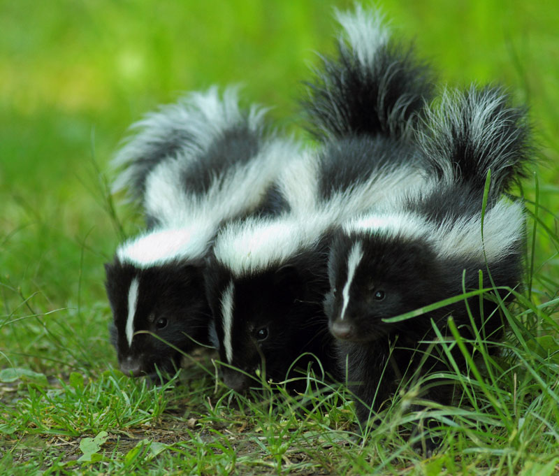 skunks as pets in ontario