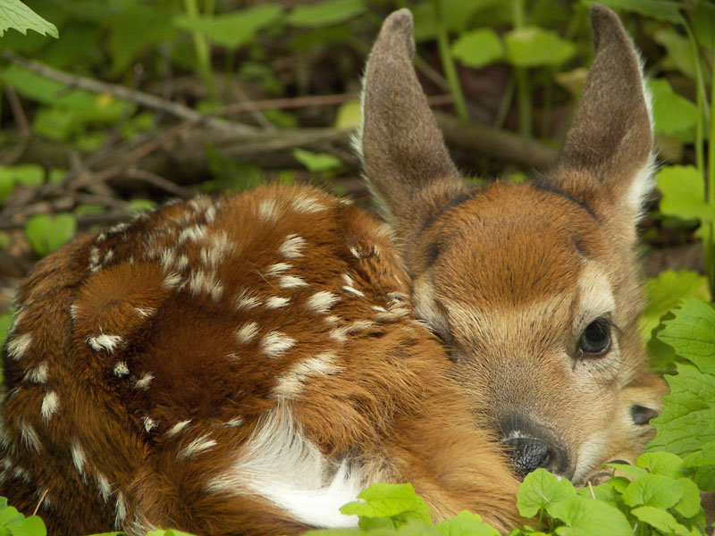 Faune Et Flore Du Pays Le Cerf De Virginie