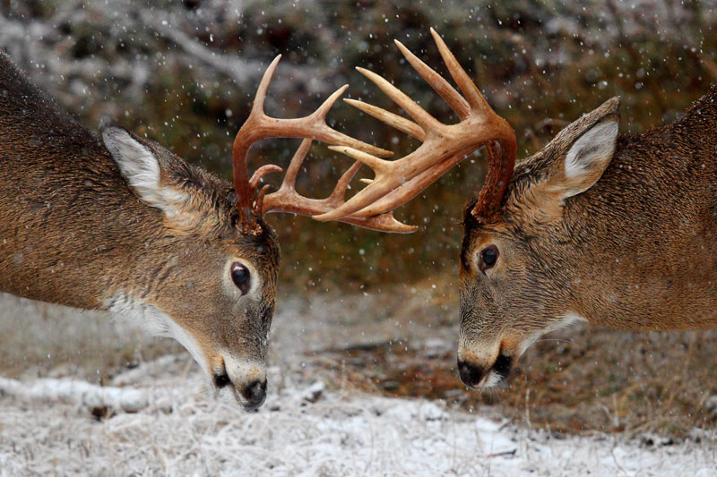 Canadian deer online