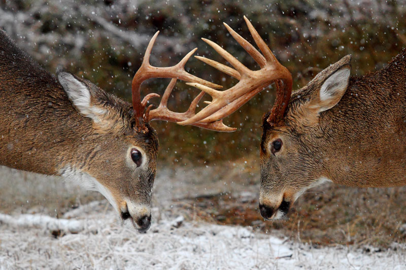 Les Cerfs Communs De Mule Drôles Opposent La Verticale Avec L