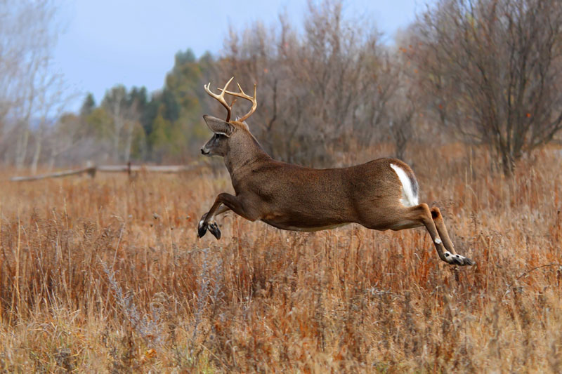 Canadian deer shop