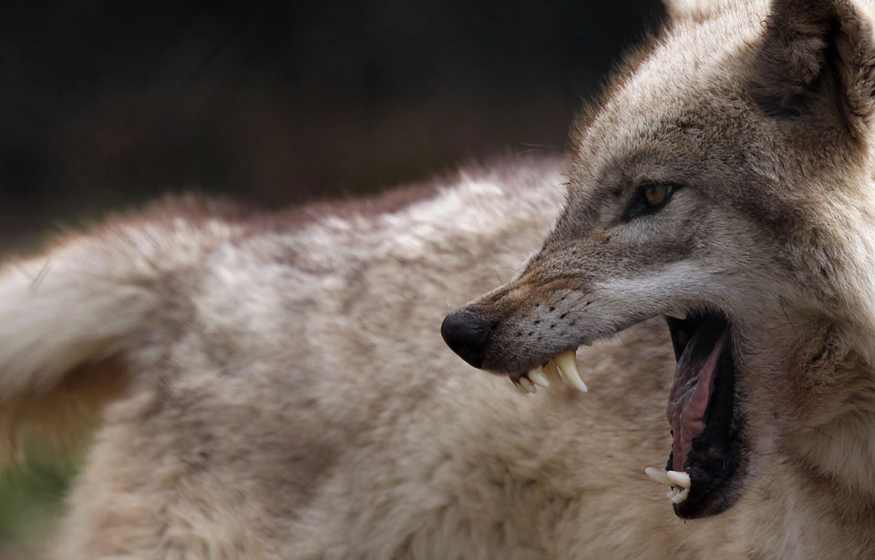 Caractéristiques et description du Loup Gris