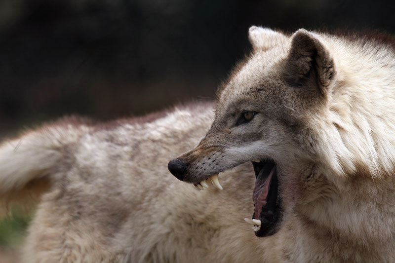 Faune et flore du pays - Le loup