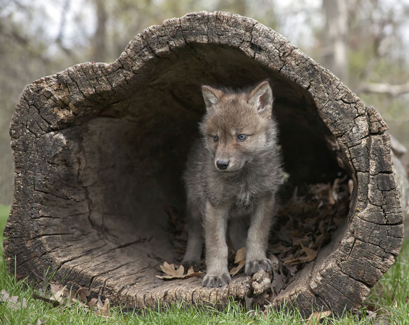 Faune Et Flore Du Pays Le Loup Faune Et Flore Du Pays Le Loup