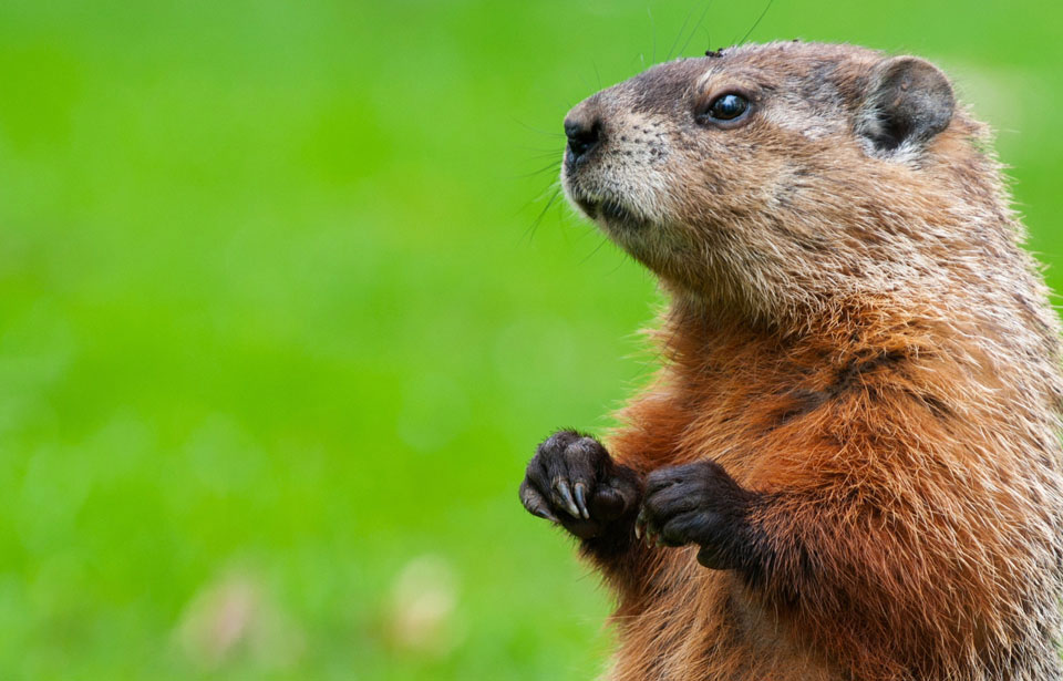 Faune et flore du pays - La marmotte commune