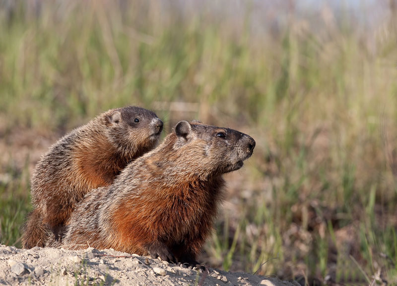 Marmotte commune