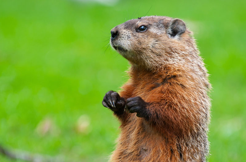 Les conséquences de la tétine et comment s'en séparer - La Marmotte et ses  Marmots