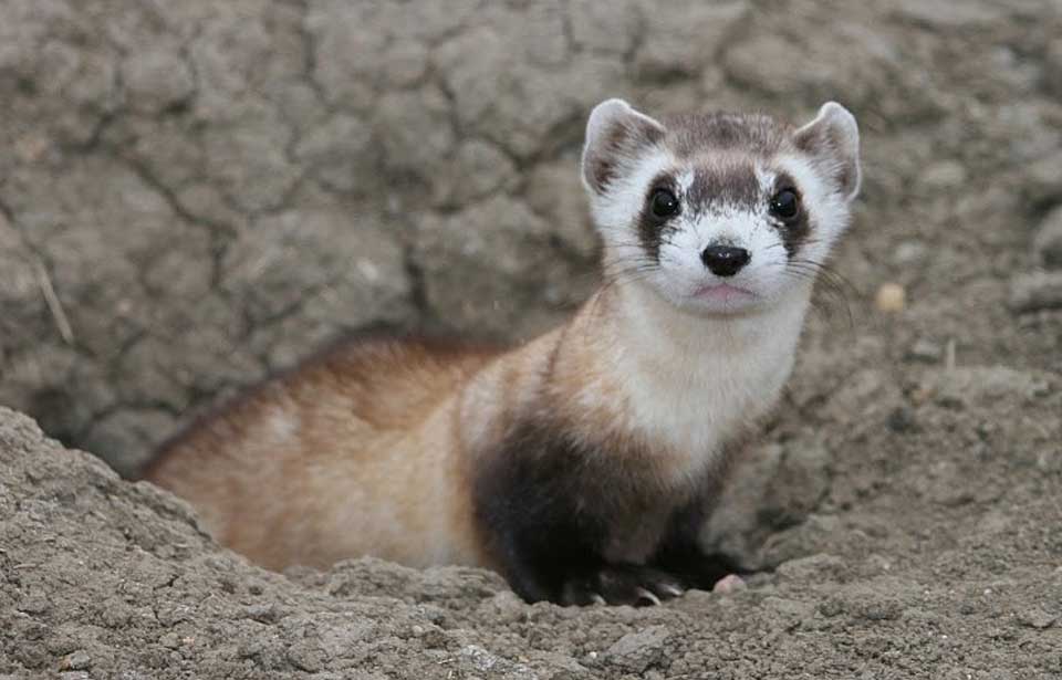 real canadian ferrets