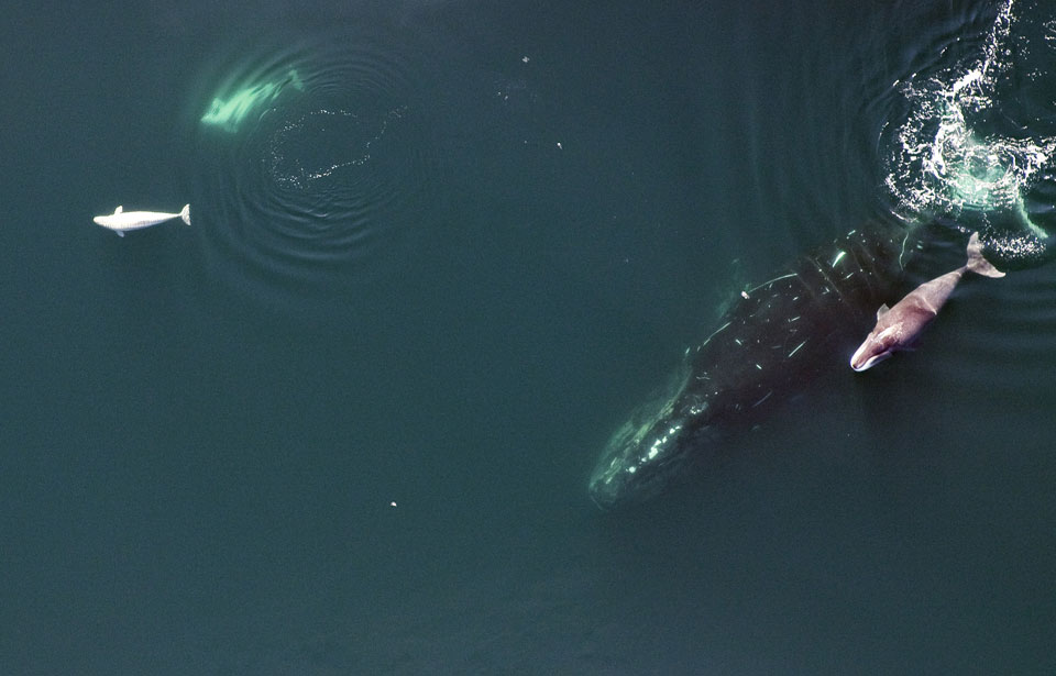 Bowhead Whale, calf and belugas