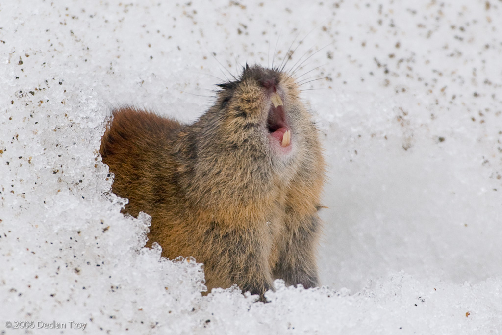 Brown lemming, rodent