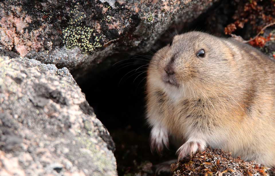 lemming in real life｜TikTok Search