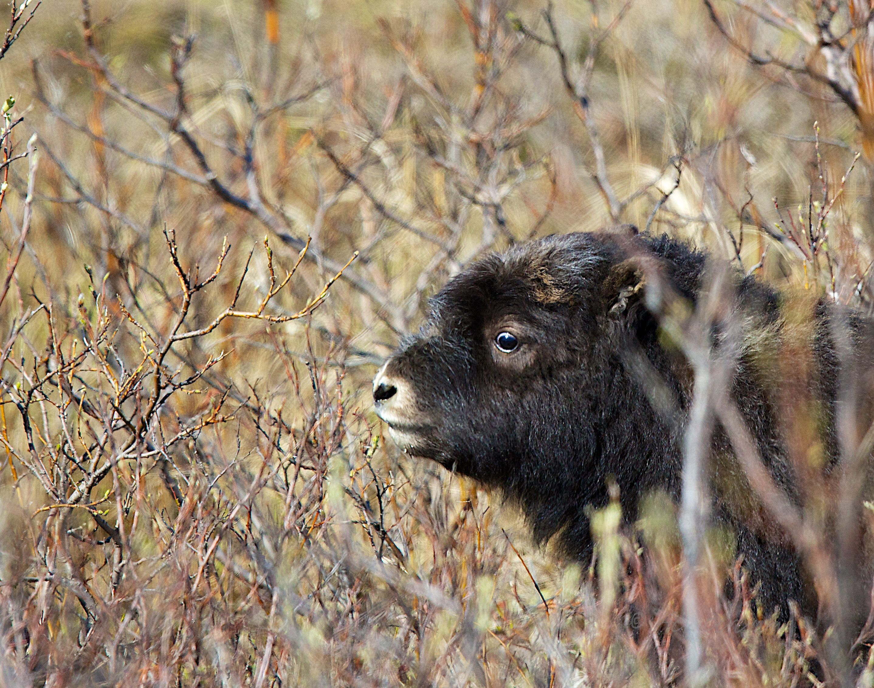 Young Muskox