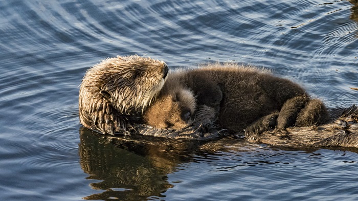 Loutre de mer — Wikipédia