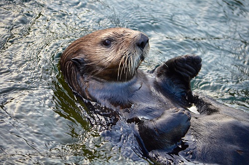 À l'eau, la loutre! - Les Explorateurs