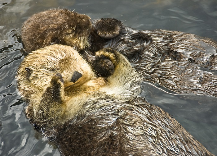 Loutre de mer : qui est-elle ? Où et comment vit-elle ?