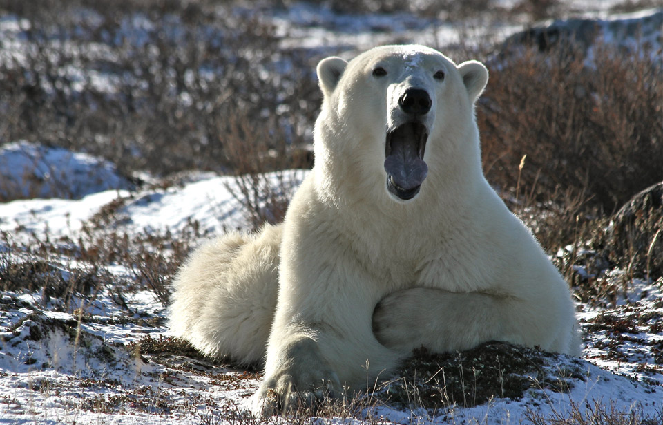 How Have Plants and Animals Affected One Another in the Taiga? - Tundra and  Taiga