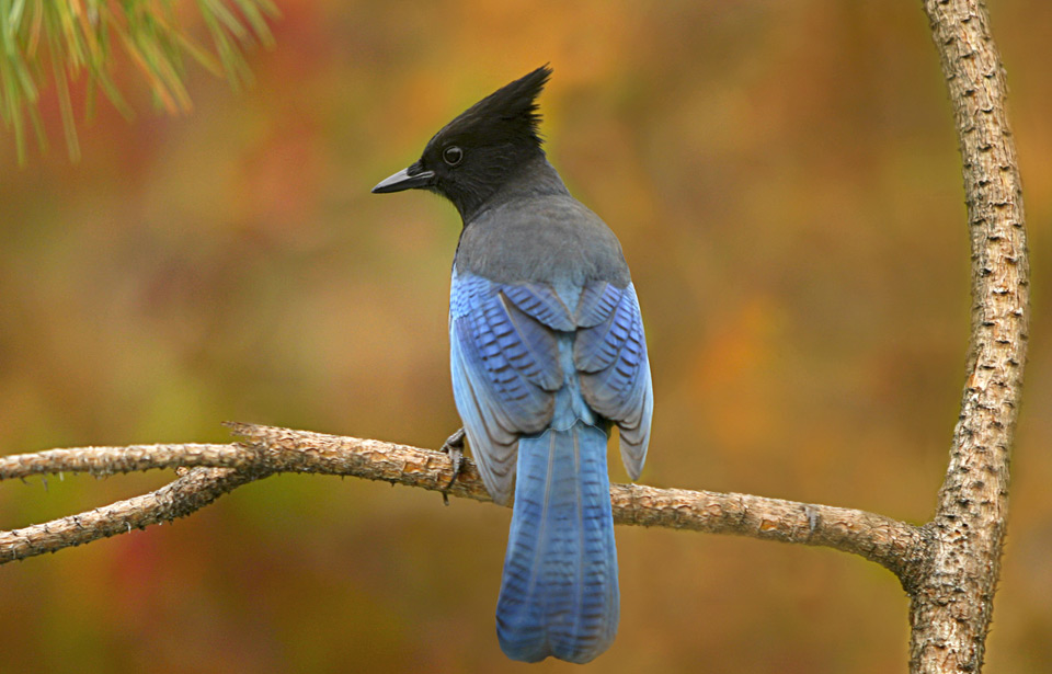 15 Animals That Live in the Taiga