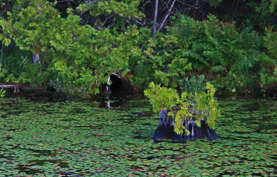 What is the Difference Between A Marsh, Swamp, Bog and Fen? - Ponder Weasel