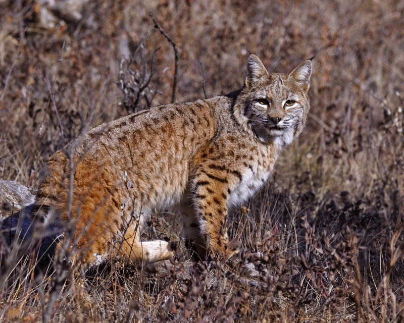 Animals of the Boreal Forest