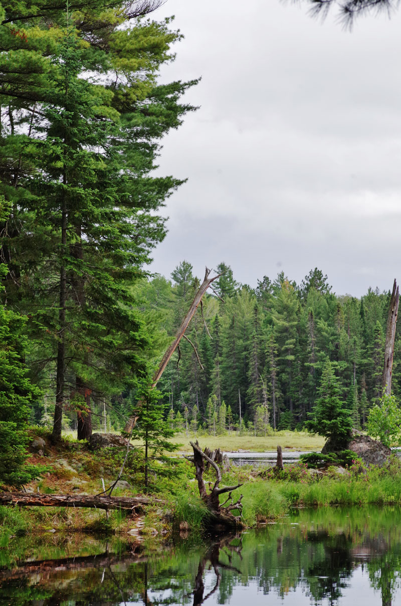 The boreal forest