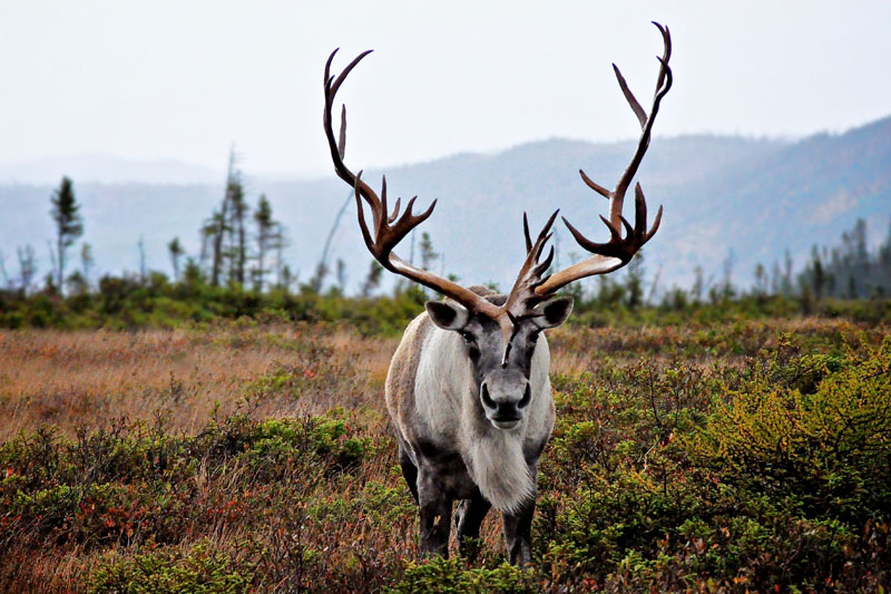 Hinterland Who's Who - Boreal Forest Hinterland Who's Who - Boreal Forest