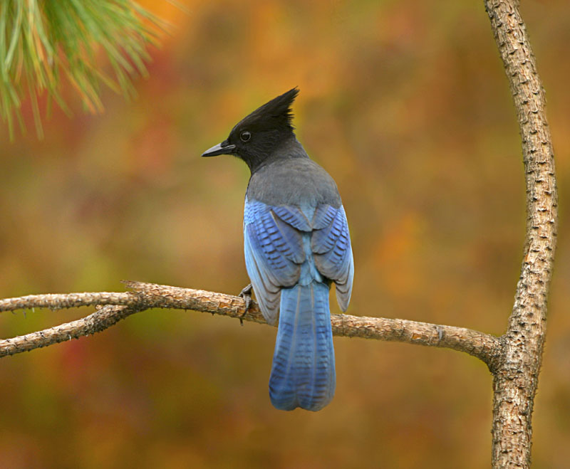 The Majestic Wildlife of Canada's Boreal Forest - Nature TTL