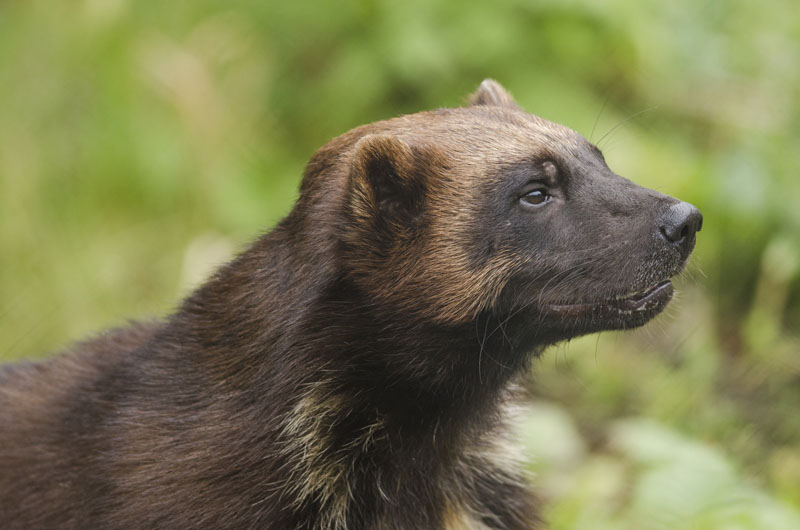 taiga biome animals