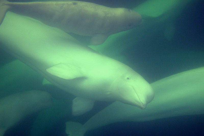 Belugas in Churchill Estuary