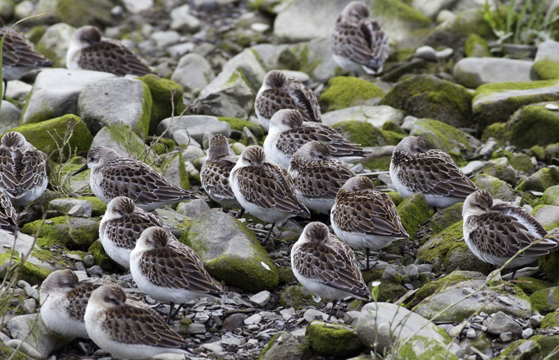 Black-bellied Plovers in the St. Lawrence Estuary