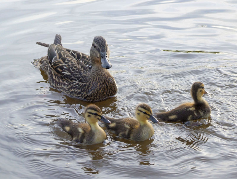 What is a fen? — Ducks Unlimited Canada