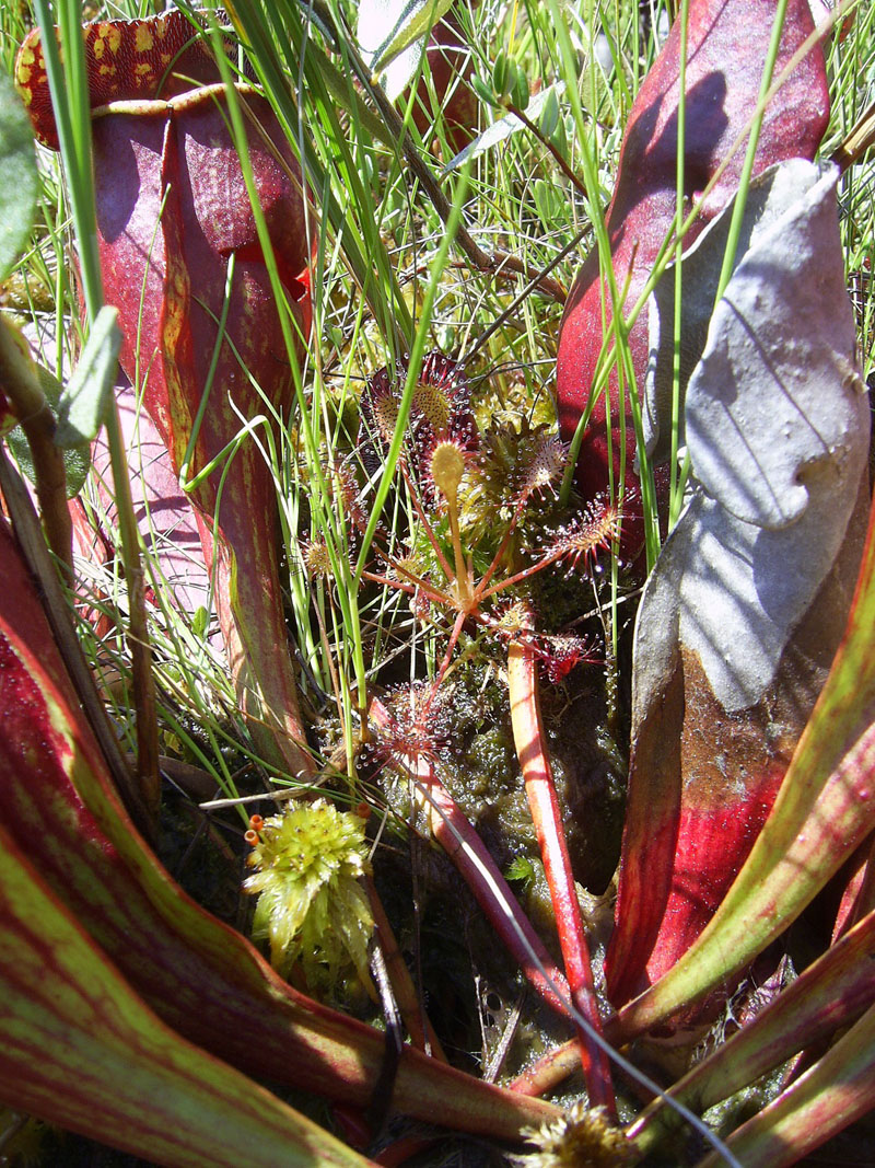 Round-leaved Sundew with Pitcher Plant