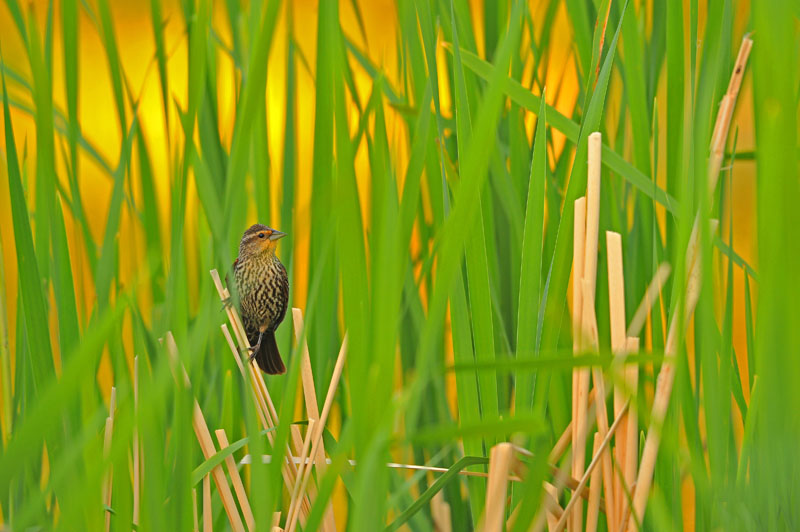 Hinterland Who's Who - Wetlands Hinterland Who's Who - Wetlands