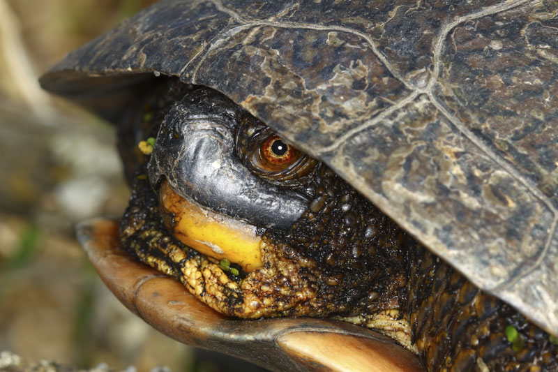 Tortue d'eau : tout ce qu'il faut savoir