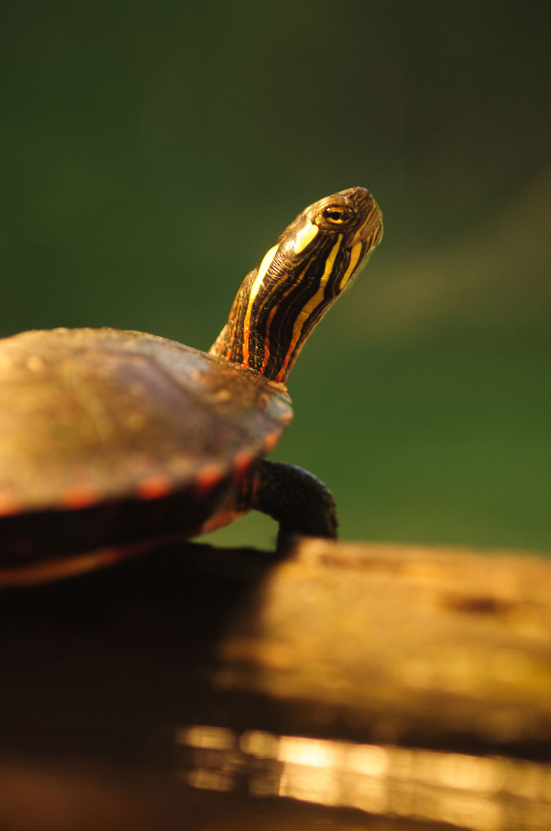 Hinterland Who's Who Freshwater Turtles