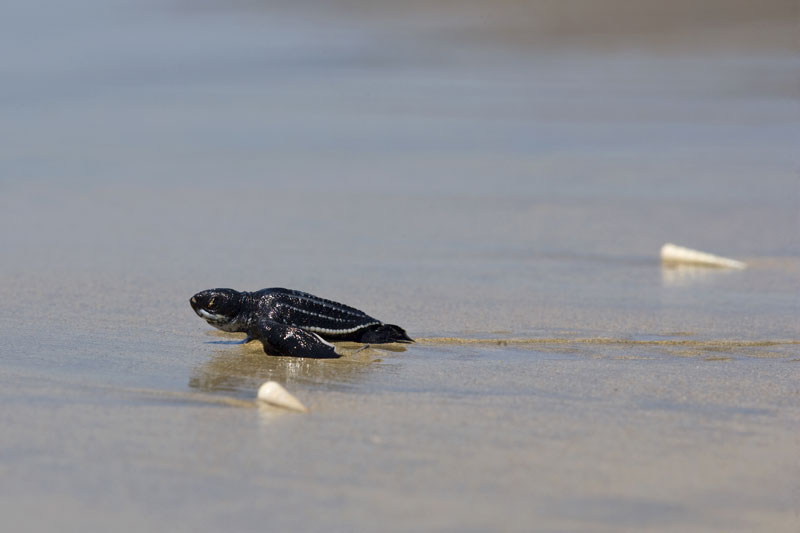 Hathcling Leatherback Sea Turtle