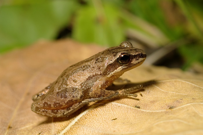 Boreal Chorus Frog — Edmonton & Area Land Trust