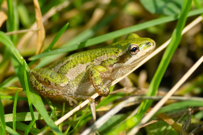 Boreal Chorus Frog