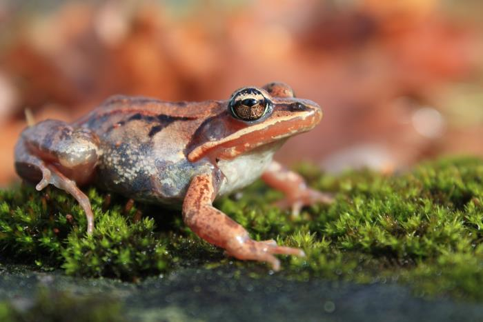 Quelles différences entre grenouille et rainette?-Vidéo Ceci n'est pas n°18  - La Salamandre