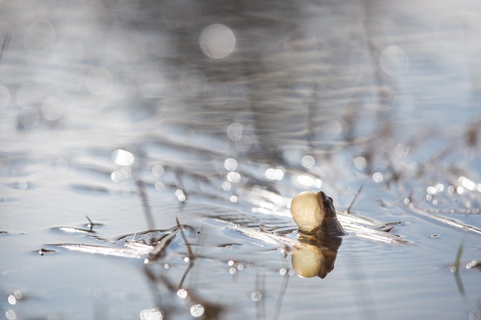 Boreal Chorus Frog