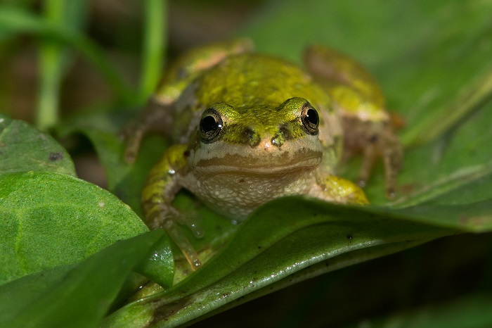 Boreal Chorus Frog