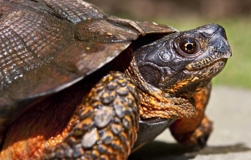 Tortue d'eau douce