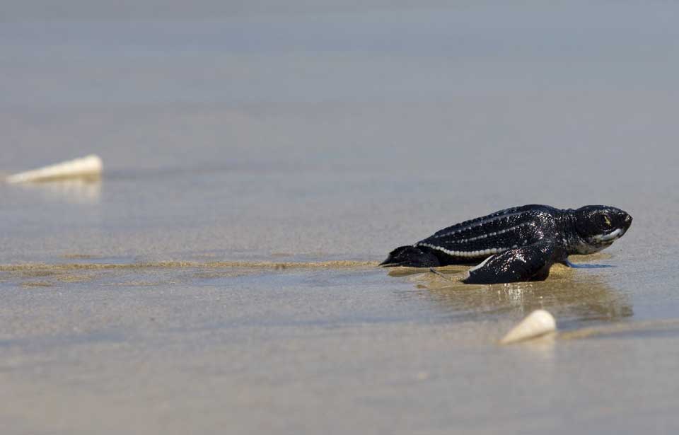 Hathcling Leatherback Sea Turtle