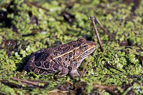 Hinterland Who's Who - Northern Leopard Frog